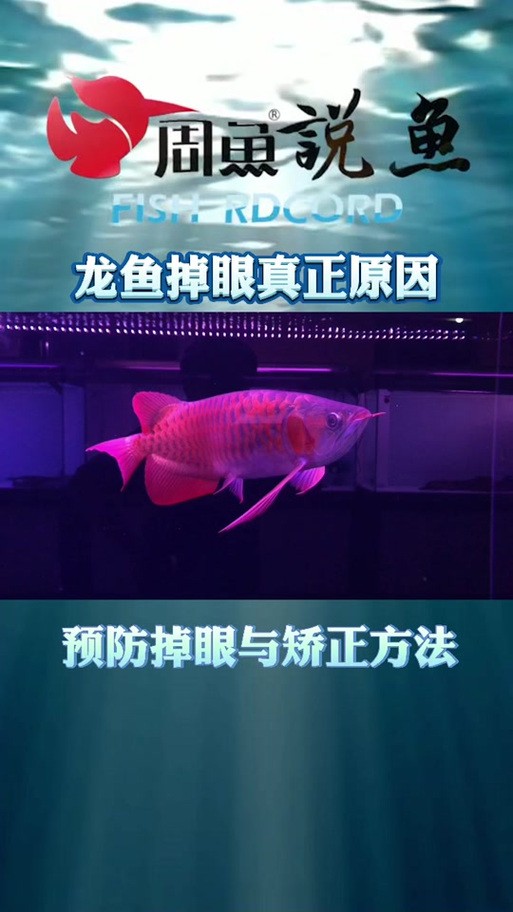 銀龍魚眼睛下垂圖片高清