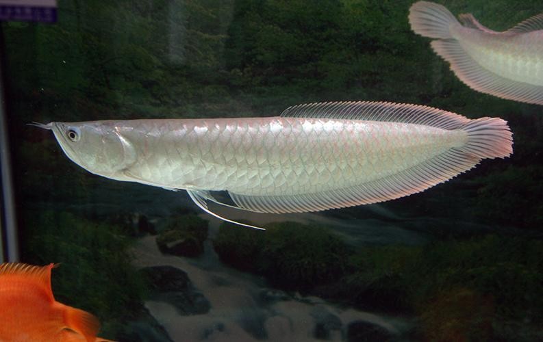 銀龍魚眼睛下垂圖片高清