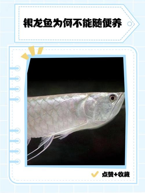 銀龍魚眼睛下垂圖片高清