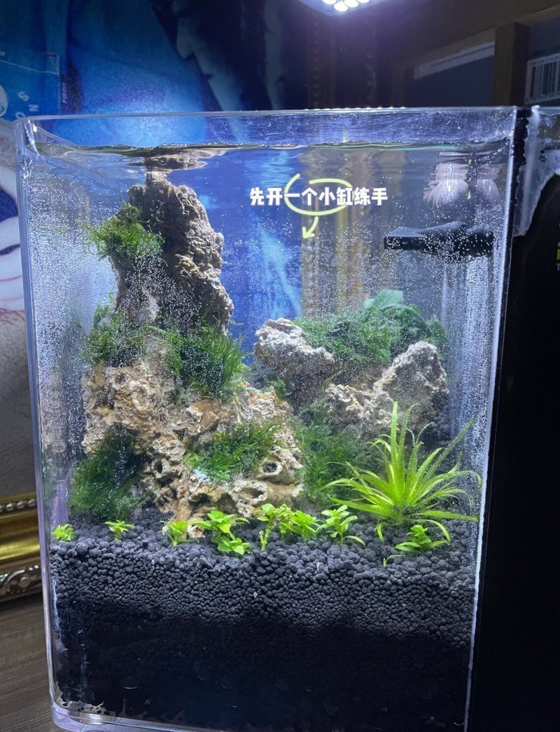 過背金龍魚缸水草種植需要多長時間？