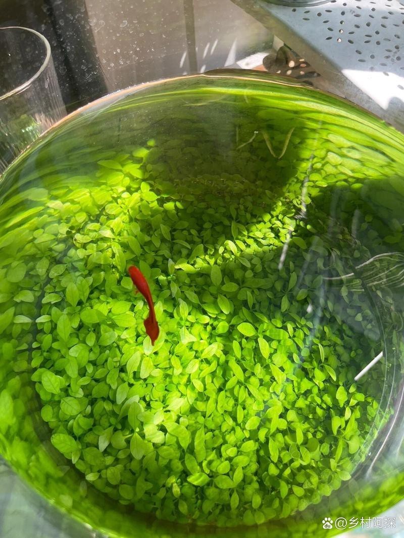 過背金龍魚缸水草種植需要多長時間？