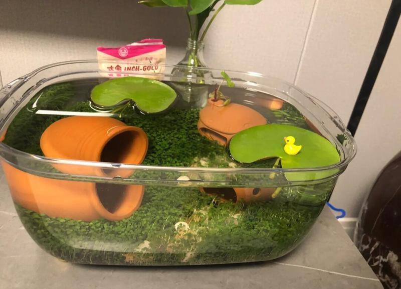 過背金龍魚缸水草種植需要多長時間？