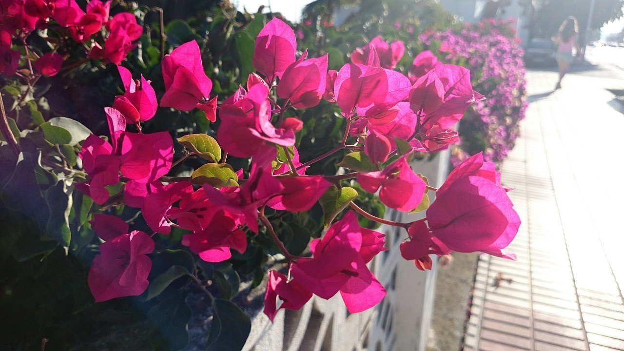 瀘縣福集鎮(zhèn)余氏花卉銷售中心（瀘縣福集鎮(zhèn)余氏花卉銷售中心電話）