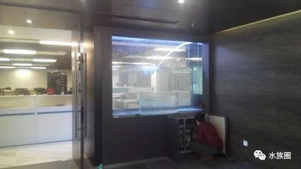 過背金龍魚多大開始爬背的（不同品種金龍魚爬背速度對比）