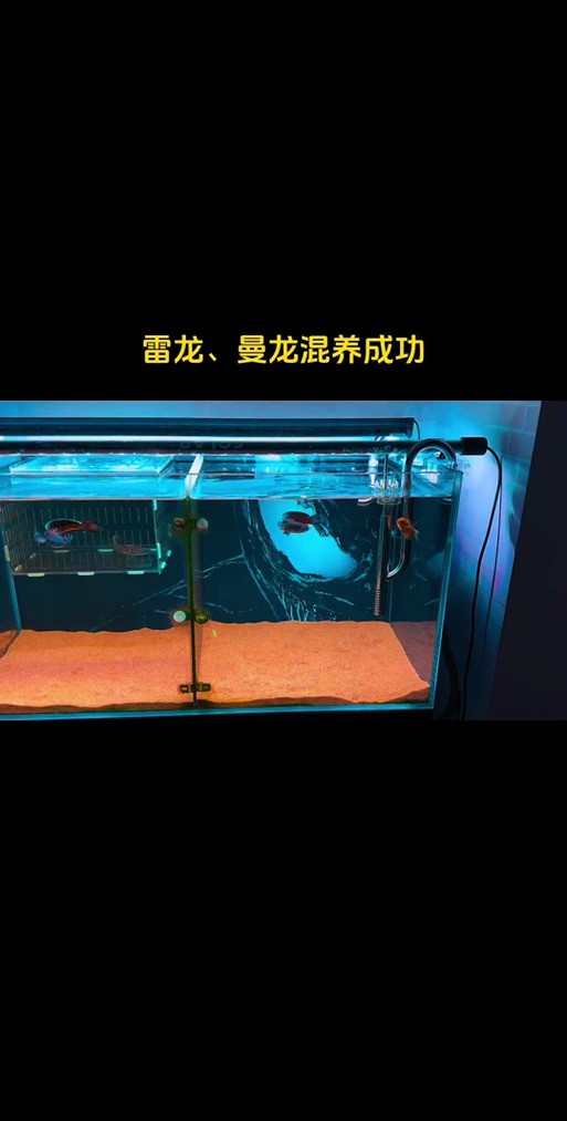 曼龍魚和孔雀魚可以一起養嗎圖片