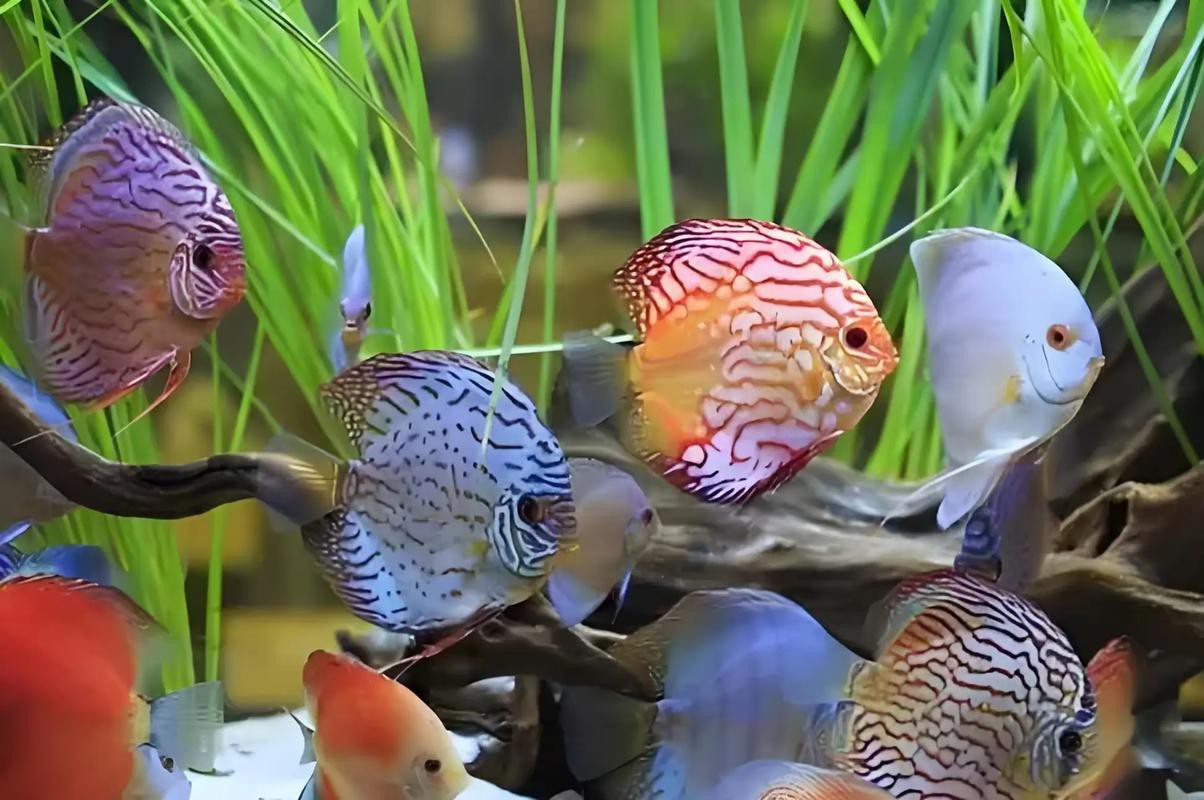 曼龍魚和孔雀魚可以一起養嗎圖片