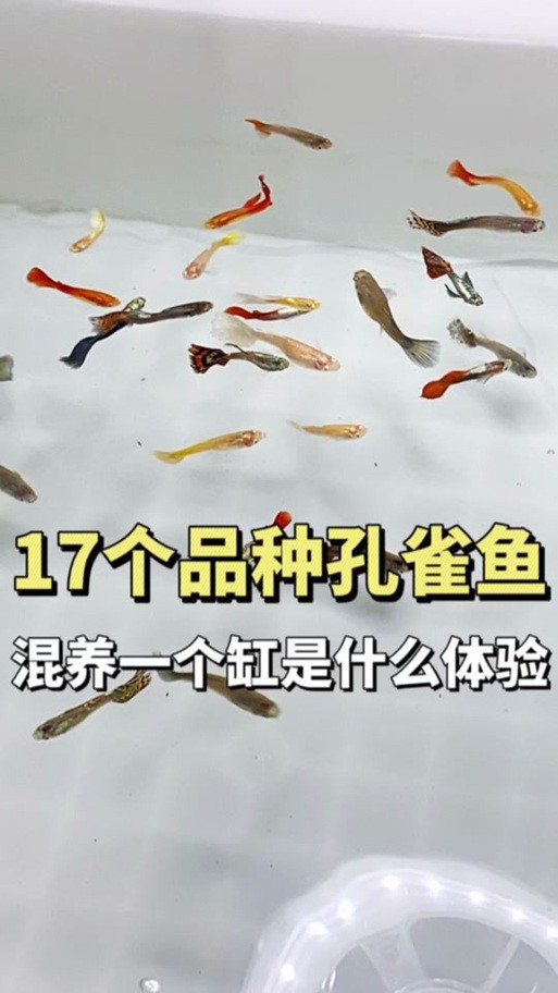 曼龍魚和孔雀魚可以一起養嗎圖片