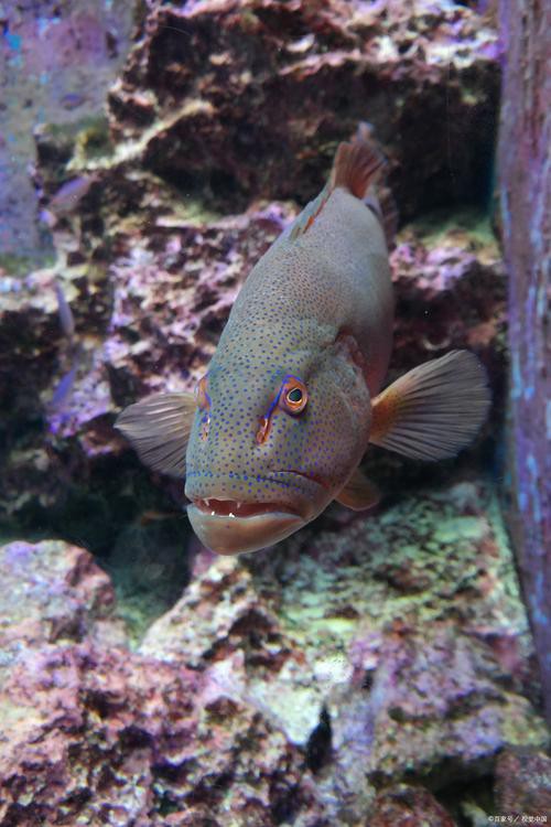 曼龍魚和孔雀魚可以一起養嗎圖片