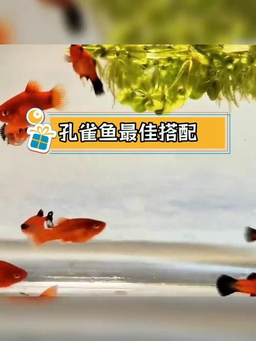 曼龍魚和孔雀魚可以一起養嗎圖片