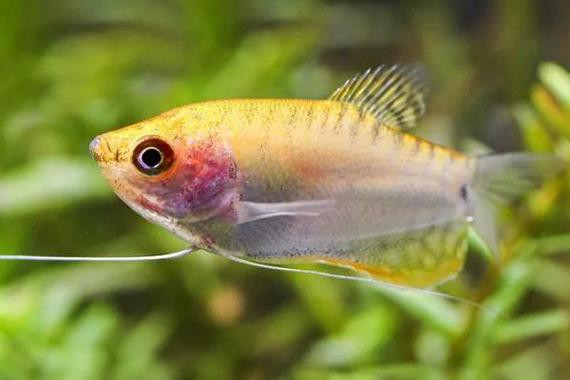 曼龍魚和孔雀魚可以一起養嗎圖片
