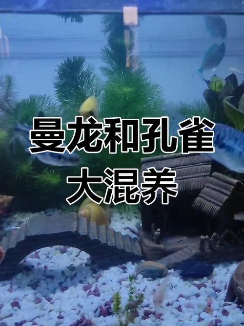 曼龍魚和孔雀魚可以一起養嗎圖片