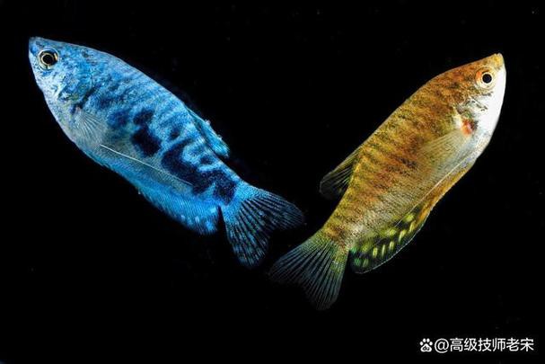 曼龍魚和孔雀魚可以一起養嗎圖片