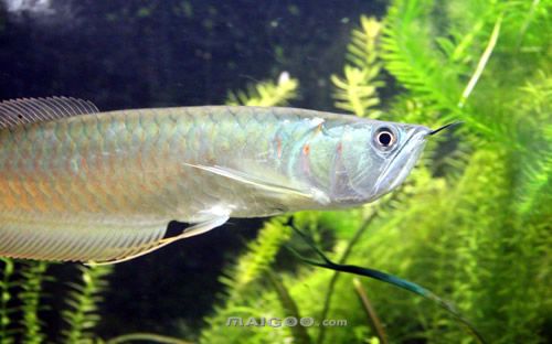 龍魚哪個品種最好看