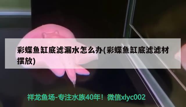 大連市沙河口區錦繡綜合商城義鳳觀賞魚店