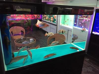 養紅龍魚缸用幾根燈管好：紅龍魚飼養燈具選擇和布置