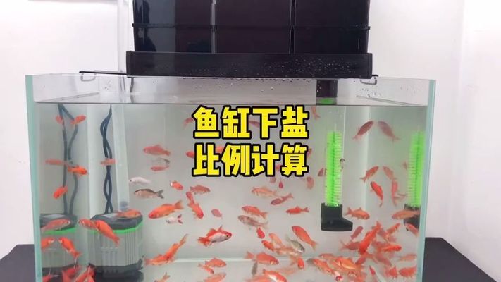 深圳市寶安區沙井鎮如意水族館（深圳市寶安區沙井鎮如意水族館電話）