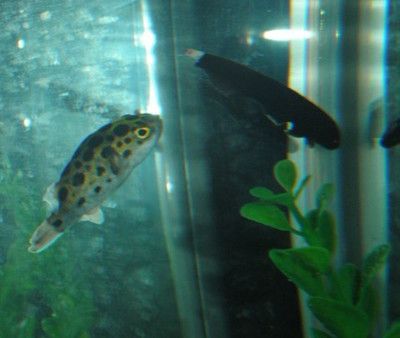 羽毛刀魚苗生長周期研究：羽毛刀魚毛刀魚苗的生長速度和生長速度和資源狀況搭配