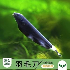 羽毛刀魚苗生長周期研究：羽毛刀魚毛刀魚苗的生長速度和生長速度和資源狀況搭配