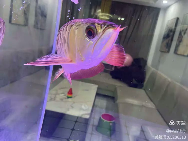 金龍魚是食用魚嗎