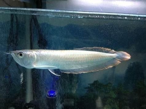 黑銀龍魚圖片