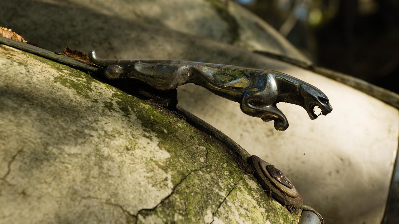 龍魚從缸里跳出來死了什么原因