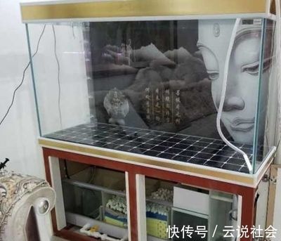 龍魚的缸里用不用打氧：龍魚的缸里需要打氧，是否需要打氧，龍魚缸增氧設備選擇指南