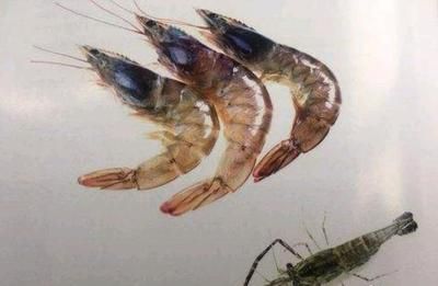 龍魚吃的蝦人能吃嗎：關于龍魚食用的蝦是否適合人類食用，龍魚吃的蝦人能吃嗎