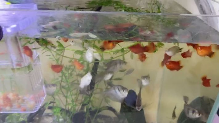 巨野縣大義鎮(zhèn)約定花卉水族館（巨野縣大義鎮(zhèn)約定花卉水族館電話）