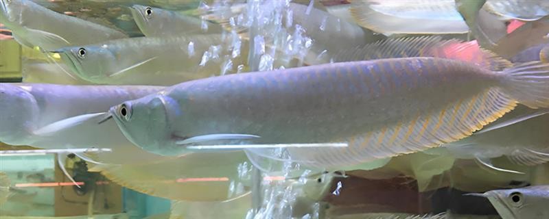 銀龍魚打架嗎 銀龍魚打架嗎 龍魚百科 第2張