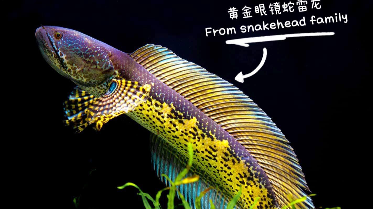 有哪些不同品種的雷龍魚(yú)？
