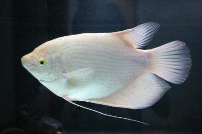 白化招財龍魚 水溫：招財魚的飼養方法