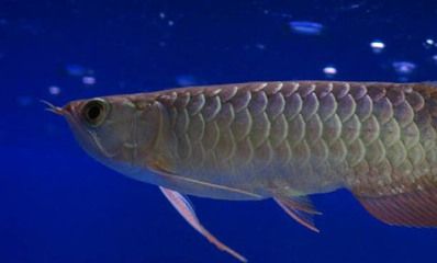 銀龍魚吃干面包蟲行嗎？（銀龍魚可以吃干面包蟲嗎？）