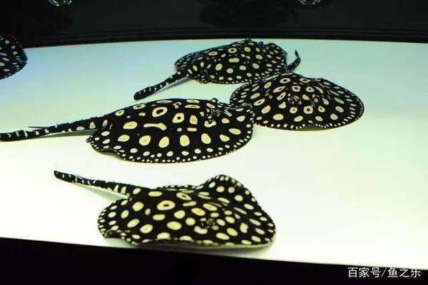 龍魚(yú)和什么魚(yú)混養(yǎng)：鸚鵡魚(yú)與龍魚(yú)混養(yǎng)的注意事項(xiàng)，