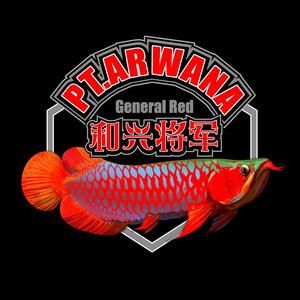 怎么簡單畫龍魚的畫法：簡單幾種簡單畫龍魚的方法