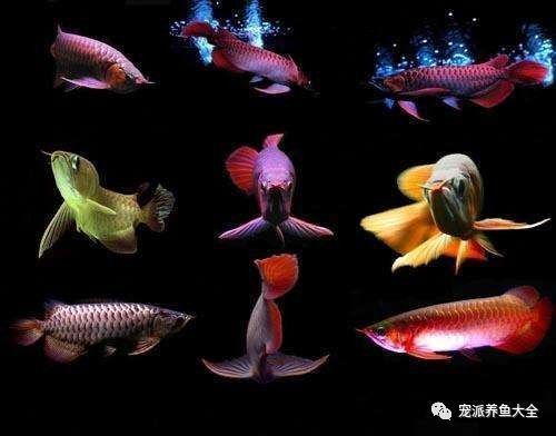 龍魚增色的自然方法有哪些：龍魚增色的方法