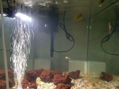 唐山市豐潤區潤佳水族觀賞魚店：唐山市豐潤區潤佳水族觀賞魚店電話