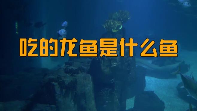 如何區分龍魚的不同品種？