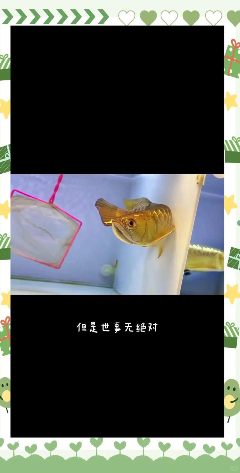 養龍魚需要用殺菌燈嗎