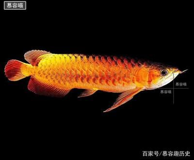 金龍魚的年齡一般是多少年（金龍魚的壽命一般多久？）