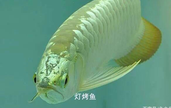 李滄區騰源泉水族館（李滄區騰源泉水族館電話）