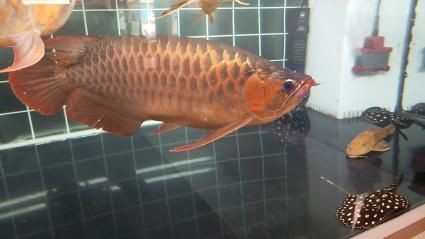 辦公室養金龍還是紅龍：辦公室養金龍魚好還是紅龍魚好？