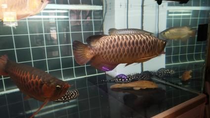 辦公室養金龍還是紅龍：辦公室養金龍魚好還是紅龍魚好？