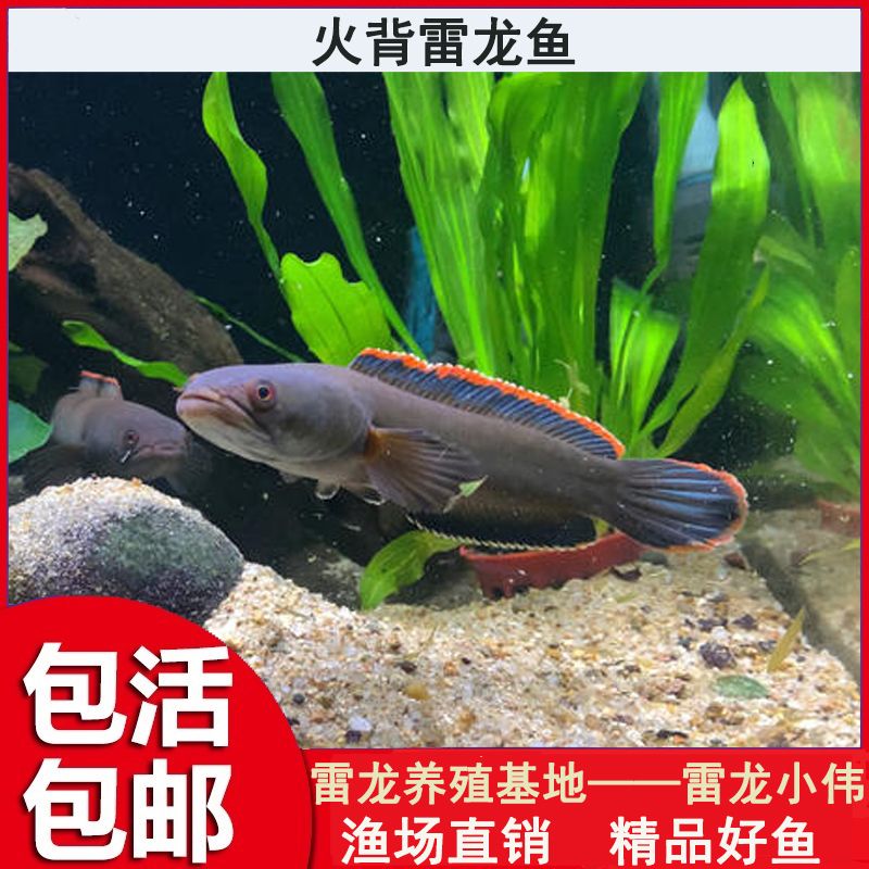 奶茶雷龍魚苗飼養(yǎng)方法：奶茶雷龍魚苗的飼養(yǎng)技巧和注意事項，幫助您成功養(yǎng)活雷龍魚苗