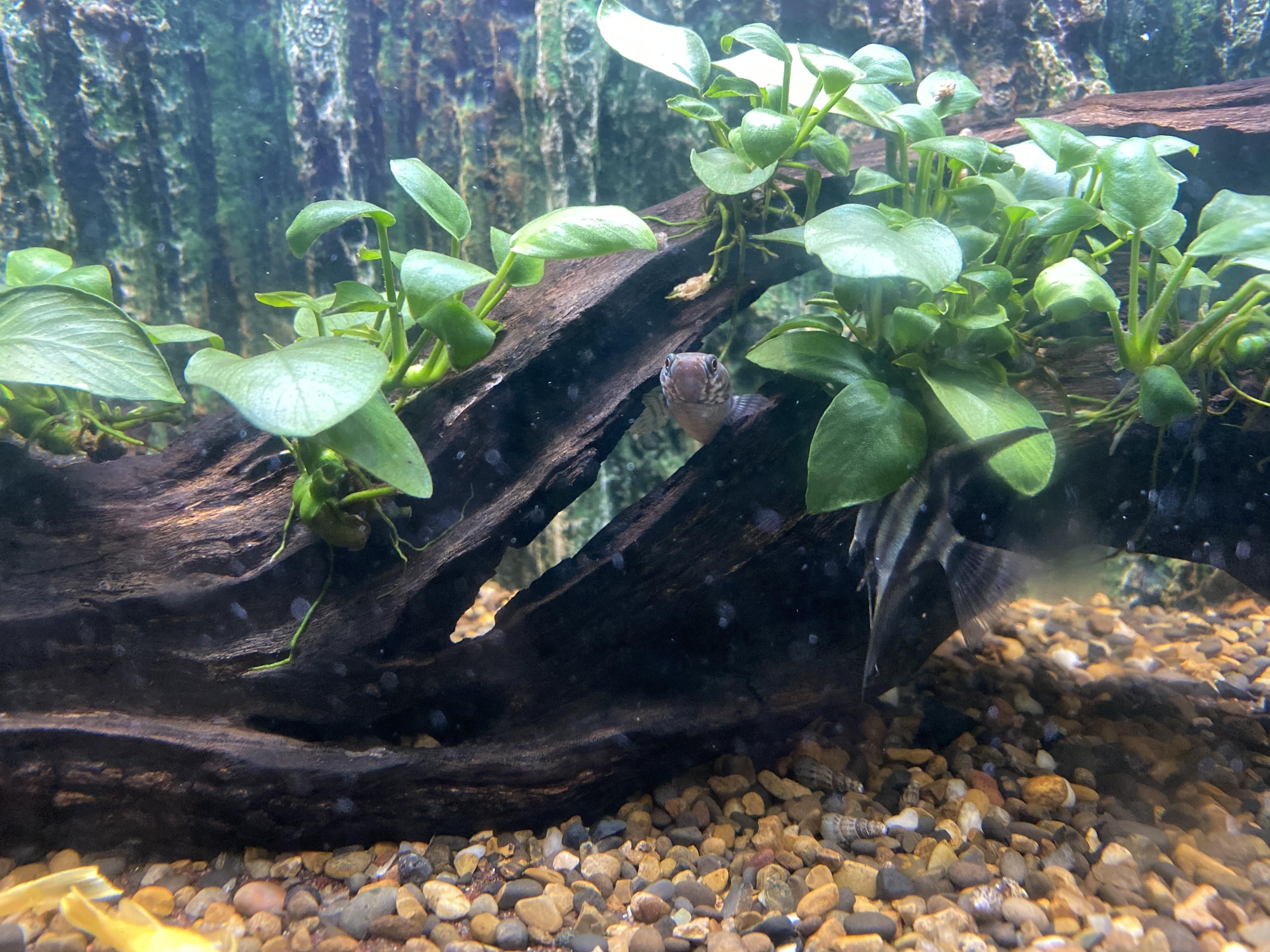 奶茶雷龍魚苗飼養(yǎng)方法：奶茶雷龍魚苗的飼養(yǎng)技巧和注意事項，幫助您成功養(yǎng)活雷龍魚苗