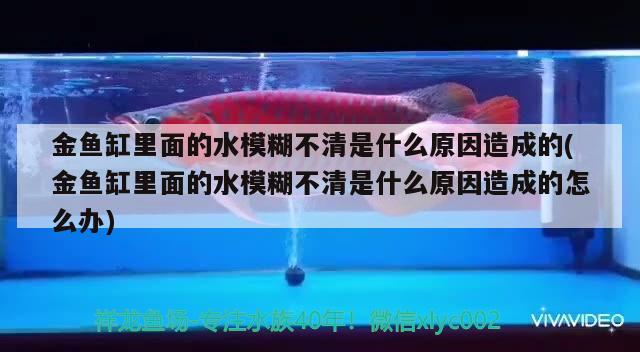白銀區(qū)雪裕水景寵物店