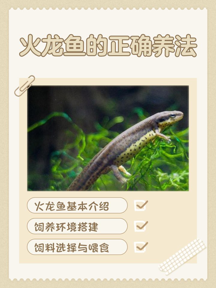 中國火龍魚吃什么食物最好