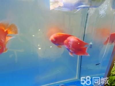 招財(cái)貓能和龍魚一起養(yǎng)嗎（招財(cái)貓魚和龍魚可以一起養(yǎng)嗎）
