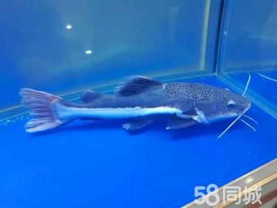 招財(cái)貓能和龍魚一起養(yǎng)嗎（招財(cái)貓魚和龍魚可以一起養(yǎng)嗎）