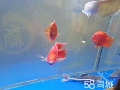 招財(cái)貓能和龍魚一起養(yǎng)嗎（招財(cái)貓魚和龍魚可以一起養(yǎng)嗎）