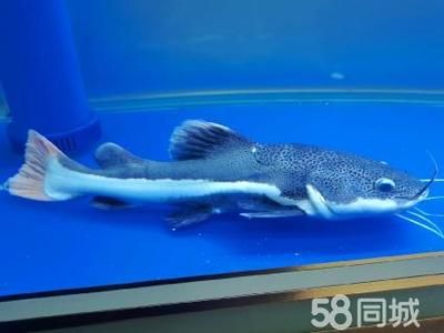 招財(cái)貓能和龍魚一起養(yǎng)嗎（招財(cái)貓魚和龍魚可以一起養(yǎng)嗎）